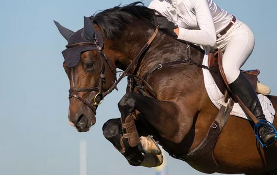 天星调良马术场地障碍大赛 Jumping Equuleus