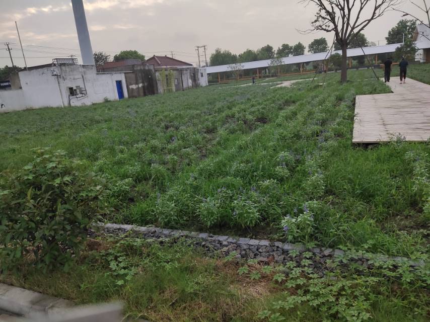 张马村篮球场
