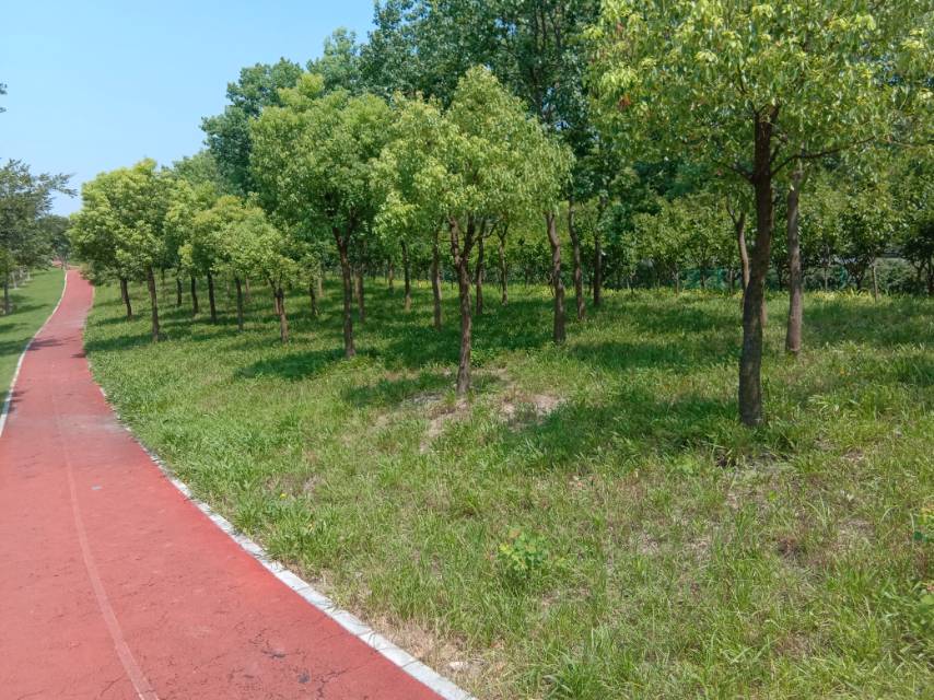 沪嘉高速（S5）沿线生态健身步道