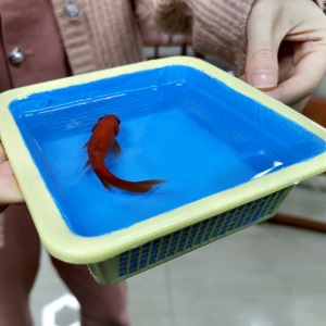 嘉上 鱼池防水涂料卫生间水池防水胶补漏王房屋顶防水补漏材料房顶裂缝堵漏漆楼顶防漏胶地下室防潮