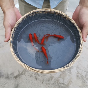 凯诺森 防水涂料屋顶防水补漏材料楼顶平房漏水裂缝防漏胶堵漏王房顶外墙房屋补漏王