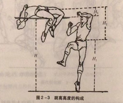 跳高高度的构成